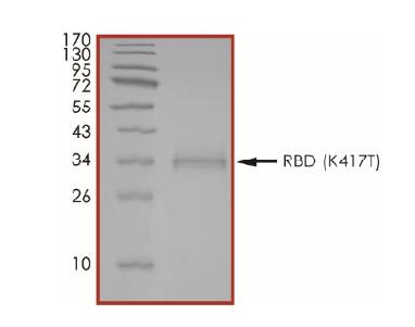 The purity of 2019-nCoV Spike protein S1 subunit, RBD (K417T) was determined to be >90% by densitometry